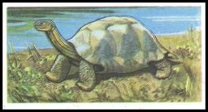 43 Galapagos Giant Tortoise